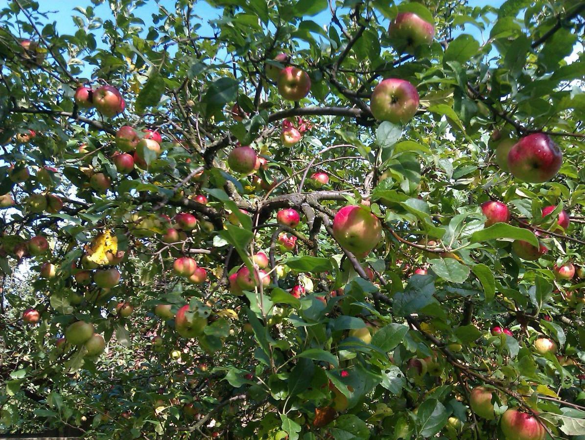Апартаменты Apple Tree Загреб Экстерьер фото